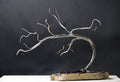 Weathered Bonsai (Steel and Stone)